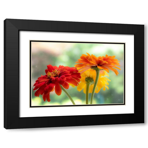 USA-Washington State-Pacific Northwest-Sammamish close-up of State Fair Zinnia Black Modern Wood Framed Art Print with Double Matting by Gulin, Sylvia