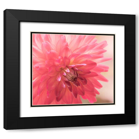 USA-Washington State-Pacific Northwest Sammamish Dahlia flowers in bloom Black Modern Wood Framed Art Print with Double Matting by Gulin, Sylvia