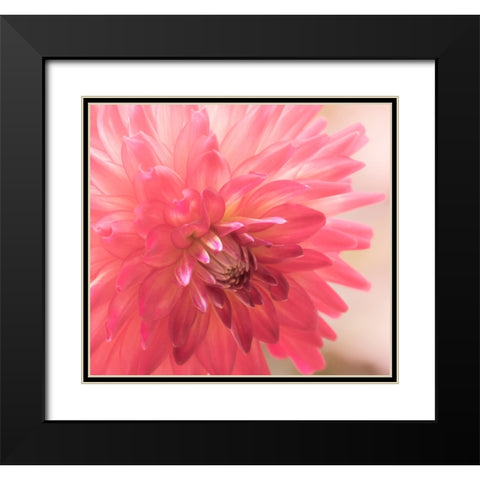 USA-Washington State-Pacific Northwest Sammamish Dahlia flowers in bloom Black Modern Wood Framed Art Print with Double Matting by Gulin, Sylvia