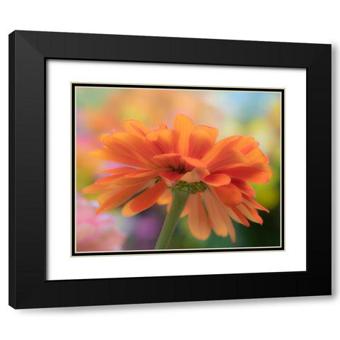 USA-Washington State-Pacific Northwest-Sammamish close-up of State Fair Zinnia Black Modern Wood Framed Art Print with Double Matting by Gulin, Sylvia