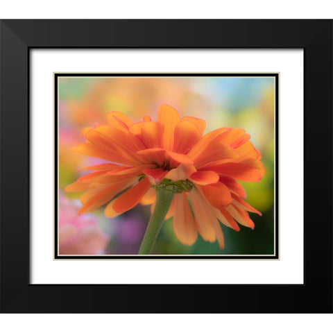 USA-Washington State-Pacific Northwest-Sammamish close-up of State Fair Zinnia Black Modern Wood Framed Art Print with Double Matting by Gulin, Sylvia