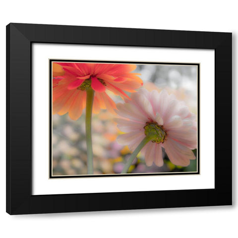 USA-Washington State-Pacific Northwest-Sammamish close-up of State Fair Zinnia Black Modern Wood Framed Art Print with Double Matting by Gulin, Sylvia