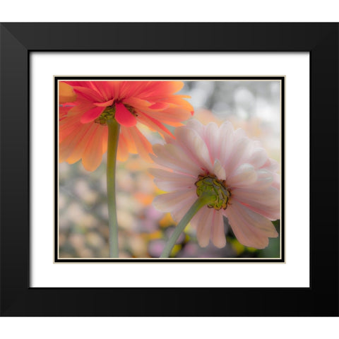 USA-Washington State-Pacific Northwest-Sammamish close-up of State Fair Zinnia Black Modern Wood Framed Art Print with Double Matting by Gulin, Sylvia
