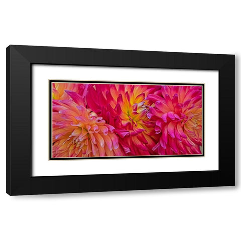 USA-Washington State-Pacific Northwest Sammamish Dahlia flowers in bloom Black Modern Wood Framed Art Print with Double Matting by Gulin, Sylvia