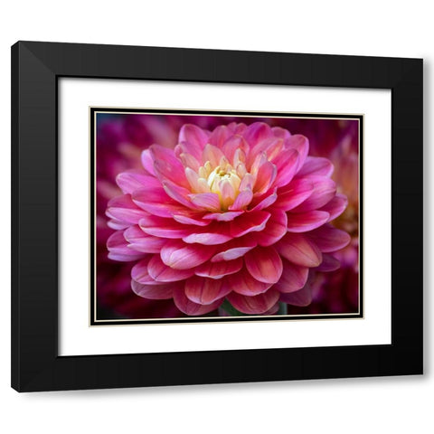 USA-Washington State-Pacific Northwest Sammamish Dahlia flowers in bloom Black Modern Wood Framed Art Print with Double Matting by Gulin, Sylvia