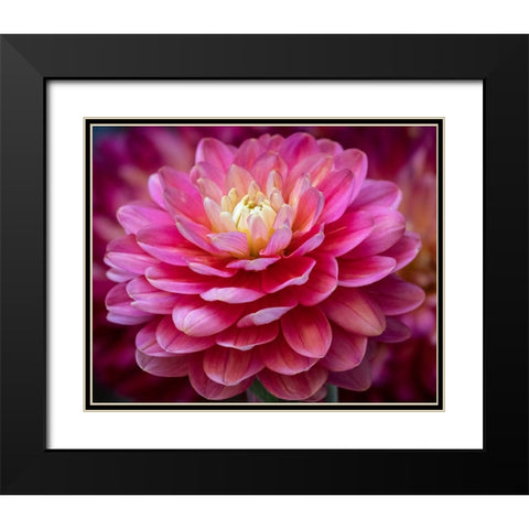 USA-Washington State-Pacific Northwest Sammamish Dahlia flowers in bloom Black Modern Wood Framed Art Print with Double Matting by Gulin, Sylvia