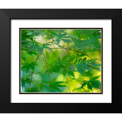 USA-Washington State-Sammamish Japanese Maple leaves Black Modern Wood Framed Art Print with Double Matting by Gulin, Sylvia