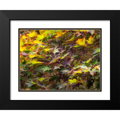 USA-Washington State-Sammamish Japanese Maple leaves Black Modern Wood Framed Art Print with Double Matting by Gulin, Sylvia