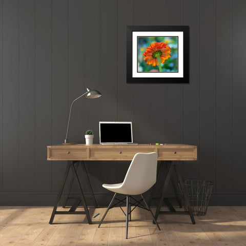USA-Washington State-Pacific Northwest-Sammamish close-up of State Fair Zinnia Black Modern Wood Framed Art Print with Double Matting by Gulin, Sylvia