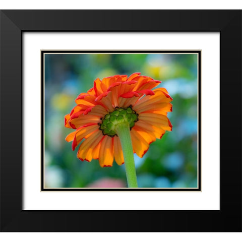 USA-Washington State-Pacific Northwest-Sammamish close-up of State Fair Zinnia Black Modern Wood Framed Art Print with Double Matting by Gulin, Sylvia