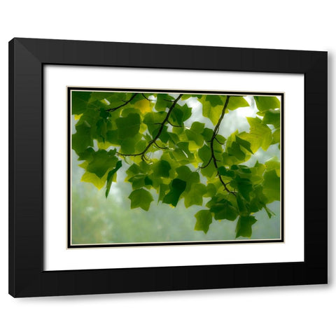USA-Washington State-Bellevue Ginkgo Tree green leaves Black Modern Wood Framed Art Print with Double Matting by Gulin, Sylvia