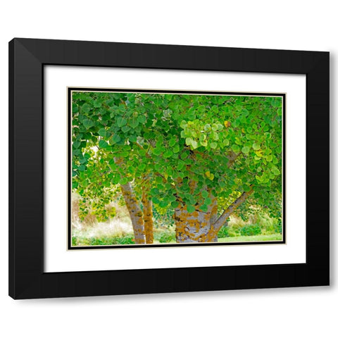 USA-Washington State-Bellevue Ginkgo Tree green leaves Black Modern Wood Framed Art Print with Double Matting by Gulin, Sylvia