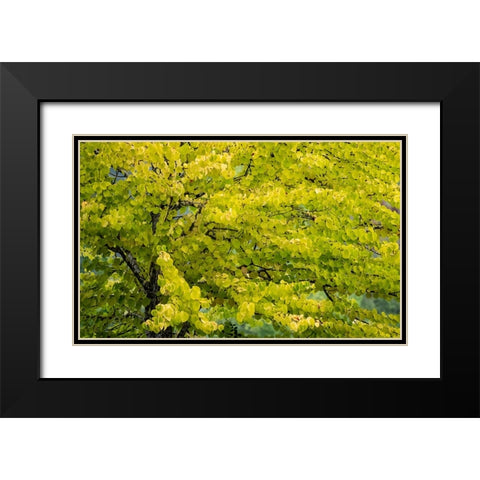 USA-Washington State-Bellevue Ginkgo Tree in Autumn colors Black Modern Wood Framed Art Print with Double Matting by Gulin, Sylvia
