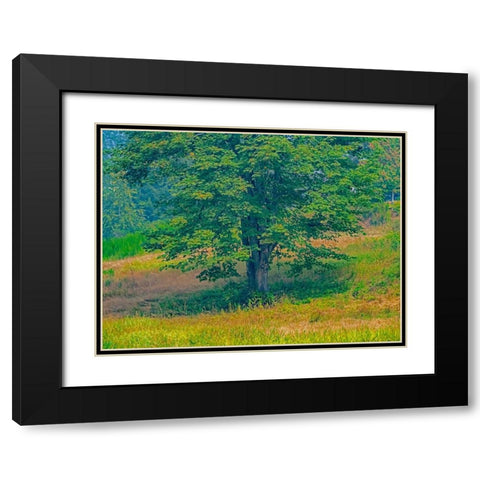 USA-Washington State-Issaquah lone Big Leaf Maple tree in grassy field Black Modern Wood Framed Art Print with Double Matting by Gulin, Sylvia