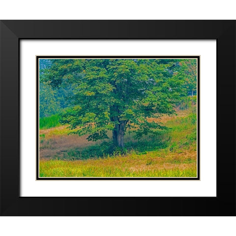 USA-Washington State-Issaquah lone Big Leaf Maple tree in grassy field Black Modern Wood Framed Art Print with Double Matting by Gulin, Sylvia