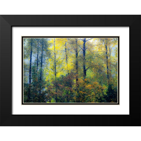 USA-Washington State-Preston with Cottonwoods in fall color Black Modern Wood Framed Art Print with Double Matting by Gulin, Sylvia