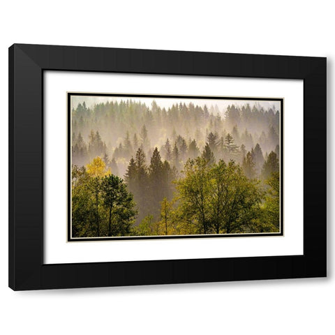 USA-Washington State-Preston Evergreens and Cottonwood trees lifting fog on hillside Black Modern Wood Framed Art Print with Double Matting by Gulin, Sylvia