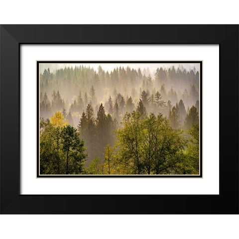 USA-Washington State-Preston Evergreens and Cottonwood trees lifting fog on hillside Black Modern Wood Framed Art Print with Double Matting by Gulin, Sylvia