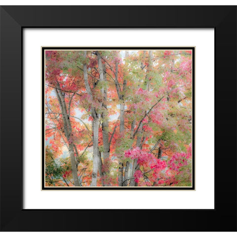 USA-Washington State-Issaquah with fall colored Maple trees along downtown roads Black Modern Wood Framed Art Print with Double Matting by Gulin, Sylvia