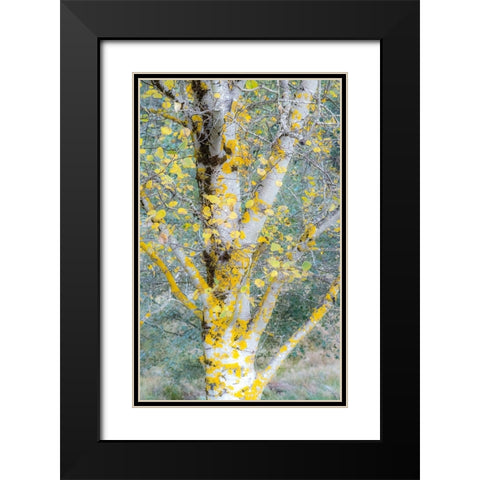 USA-Washington State-Bellevue birch trees with golden fall colors Black Modern Wood Framed Art Print with Double Matting by Gulin, Sylvia