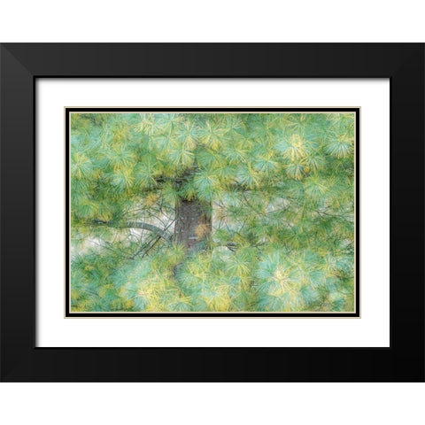 USA-Washington State-Bellevue Pine tree close up and tree trunk Black Modern Wood Framed Art Print with Double Matting by Gulin, Sylvia