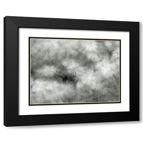 USA-Washington State-Bellevue Pine tree close up and tree trunk Black Modern Wood Framed Art Print with Double Matting by Gulin, Sylvia