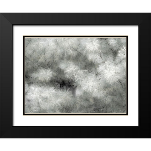 USA-Washington State-Bellevue Pine tree close up and tree trunk Black Modern Wood Framed Art Print with Double Matting by Gulin, Sylvia
