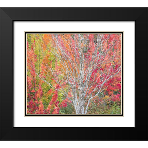 USA-Washington State-Issaquah with fall colored Maple trees along downtown roads Black Modern Wood Framed Art Print with Double Matting by Gulin, Sylvia