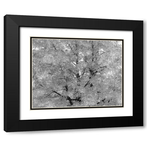 USA-Washington State-Issaquah with fall colored Maple trees along downtown roads Black Modern Wood Framed Art Print with Double Matting by Gulin, Sylvia