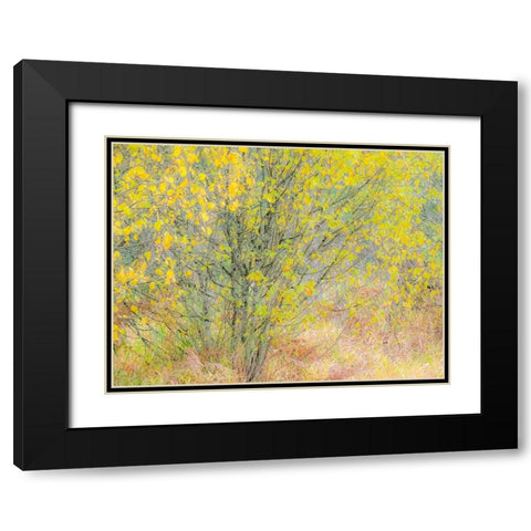 USA-Washington State-Bellevue alder tree golden/yellow fall colors Black Modern Wood Framed Art Print with Double Matting by Gulin, Sylvia