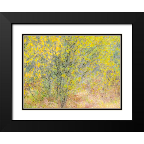 USA-Washington State-Bellevue alder tree golden/yellow fall colors Black Modern Wood Framed Art Print with Double Matting by Gulin, Sylvia