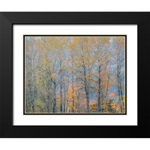 USA-Washington State-Preston-Cottonwoods trees in fall colors Black Modern Wood Framed Art Print with Double Matting by Gulin, Sylvia