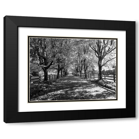 USA-Washington State-North Bend black and White maple tree lined driveway Black Modern Wood Framed Art Print with Double Matting by Gulin, Sylvia