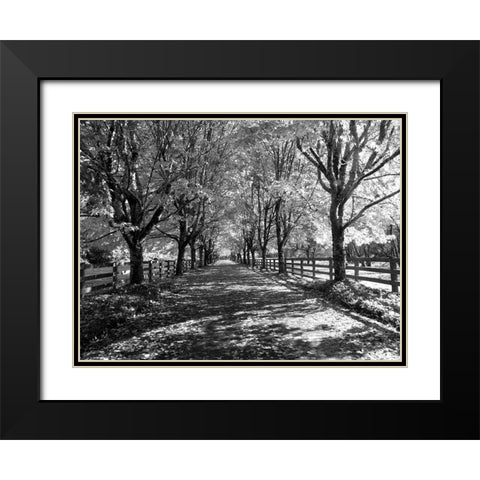 USA-Washington State-North Bend black and White maple tree lined driveway Black Modern Wood Framed Art Print with Double Matting by Gulin, Sylvia