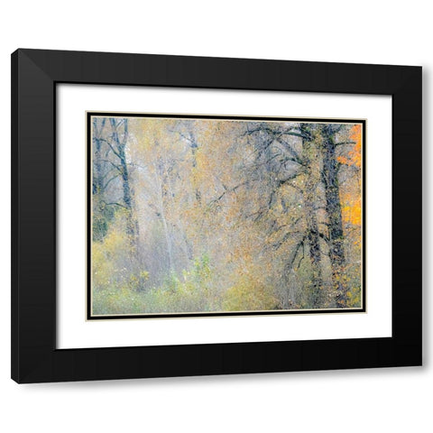 USA-Washington State-Preston-Cottonwoods and Big Leaf Maple trees in fall colors Black Modern Wood Framed Art Print with Double Matting by Gulin, Sylvia