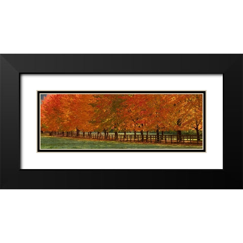 USA-Washington State-North Bend fence and tree lined driveway in fall colors Black Modern Wood Framed Art Print with Double Matting by Gulin, Sylvia