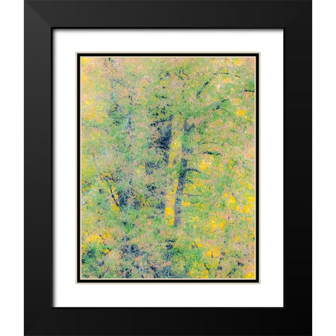 USA-Washington State-Preston-Cottonwoods trees in fall colors Black Modern Wood Framed Art Print with Double Matting by Gulin, Sylvia