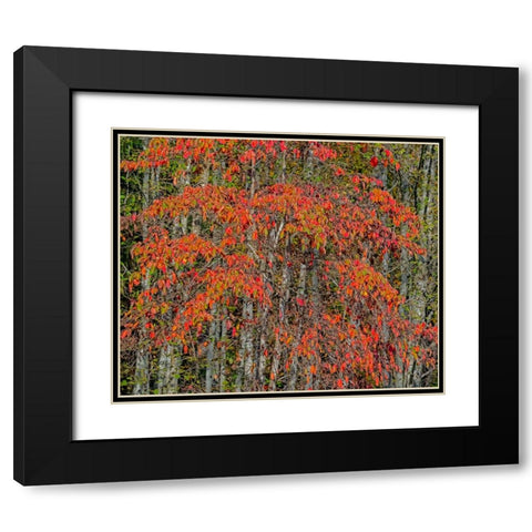 USA-Washington State-Snoqualmie cherry trees in red with backdrop of Alder Tree Trunks Black Modern Wood Framed Art Print with Double Matting by Gulin, Sylvia