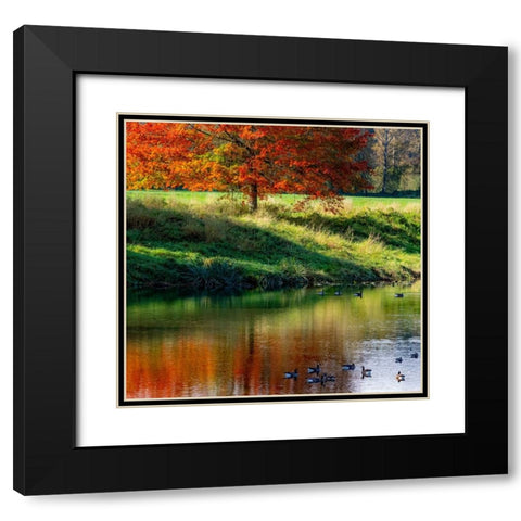 USA-Washington State-Fall City-Snoqualmie River and fall colored maple tree in reflection Black Modern Wood Framed Art Print with Double Matting by Gulin, Sylvia