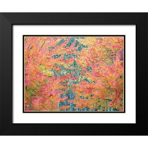 USA-Washington State-Issaquah with fall colored Maple trees along downtown roads Black Modern Wood Framed Art Print with Double Matting by Gulin, Sylvia