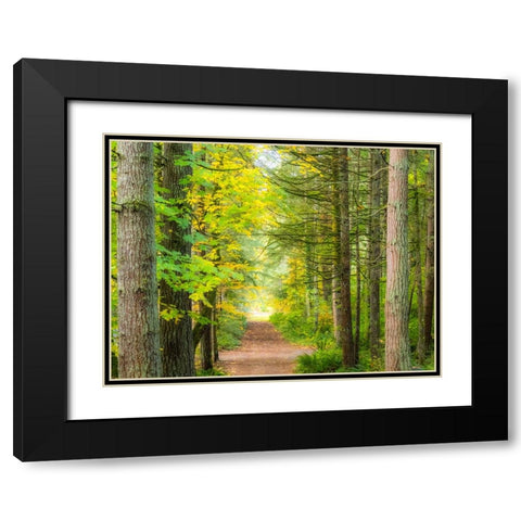 USA-Washington State-Sammamish with trail edged by evergreens and maple trees Black Modern Wood Framed Art Print with Double Matting by Gulin, Sylvia