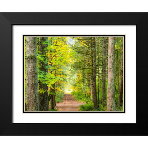 USA-Washington State-Sammamish with trail edged by evergreens and maple trees Black Modern Wood Framed Art Print with Double Matting by Gulin, Sylvia