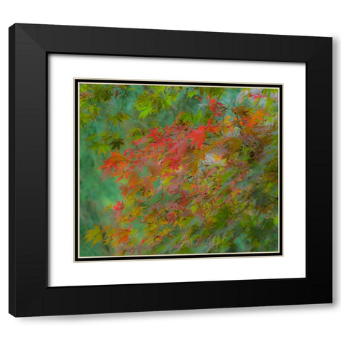 USA-Washington State-Sammamish Japanese Maple leaves with fall colors Black Modern Wood Framed Art Print with Double Matting by Gulin, Sylvia