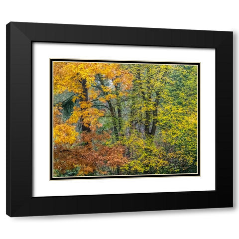 USA-Washington State-Easton and fall colors on Big Leaf Maple and Vine Maple Black Modern Wood Framed Art Print with Double Matting by Gulin, Sylvia