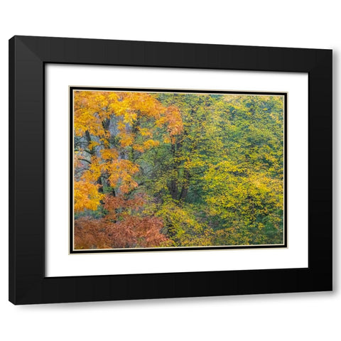 USA-Washington State-Easton and fall colors on Big Leaf Maple and Vine Maple Black Modern Wood Framed Art Print with Double Matting by Gulin, Sylvia