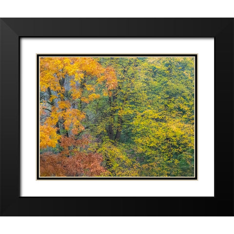 USA-Washington State-Easton and fall colors on Big Leaf Maple and Vine Maple Black Modern Wood Framed Art Print with Double Matting by Gulin, Sylvia