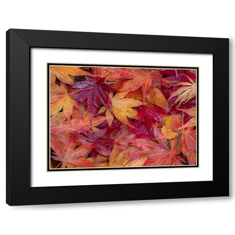 USA-Washington State-Pacific Northwest-Sammamish and red Japanese Maple leaves fallen on ground Black Modern Wood Framed Art Print with Double Matting by Gulin, Sylvia