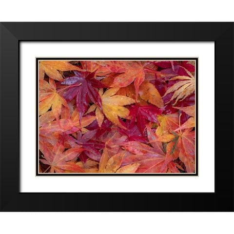 USA-Washington State-Pacific Northwest-Sammamish and red Japanese Maple leaves fallen on ground Black Modern Wood Framed Art Print with Double Matting by Gulin, Sylvia