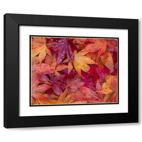 USA-Washington State-Pacific Northwest-Sammamish and red Japanese Maple leaves fallen on ground Black Modern Wood Framed Art Print with Double Matting by Gulin, Sylvia