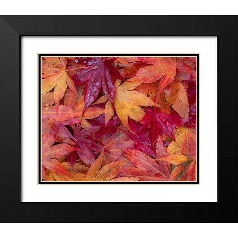 USA-Washington State-Pacific Northwest-Sammamish and red Japanese Maple leaves fallen on ground Black Modern Wood Framed Art Print with Double Matting by Gulin, Sylvia
